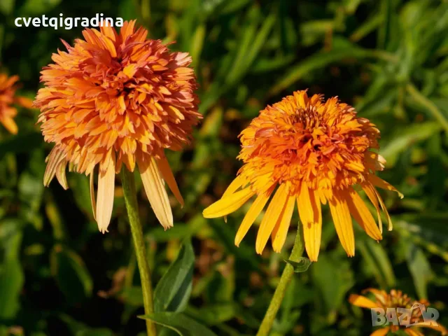 Echinacea ‘Marmalade’ (Ехинацея ‘Мармалад’), снимка 3 - Градински цветя и растения - 55394406