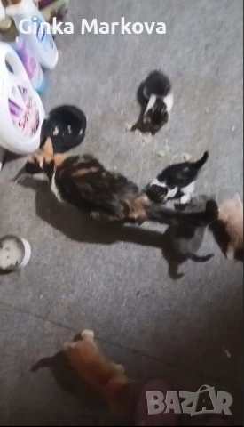 Малки котенца