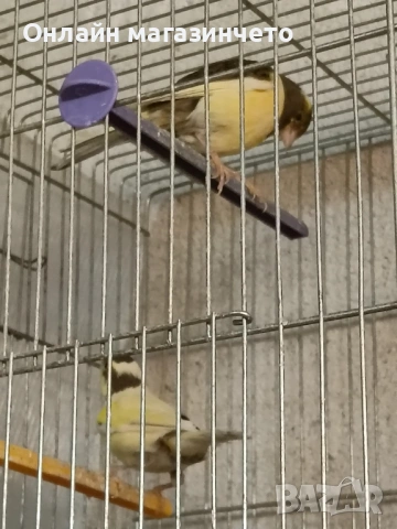 Продавам 5 бр женски канарчета от 2025г., снимка 2 - Канари - 54359980