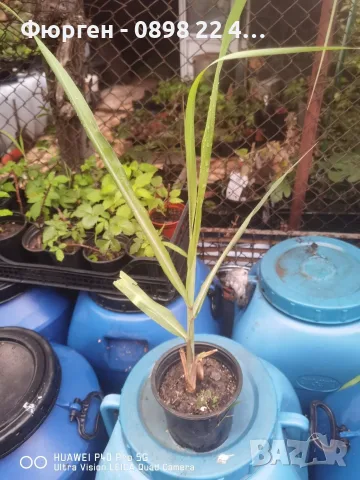 Захарна тръстика (Saccharum officinarum) – екзотично растение, снимка 6 - Разсади - 55608665