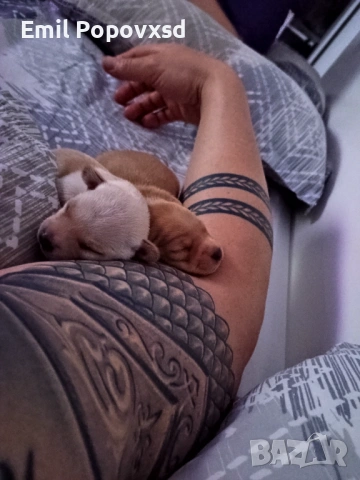 Сърнист Пинчер, снимка 10 - Пинчер - 54335405