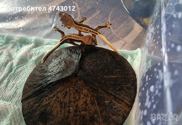 Ресничест бананояден гекон (Rhacodactylus ciliatus), снимка 13 - Гекон - 53540739