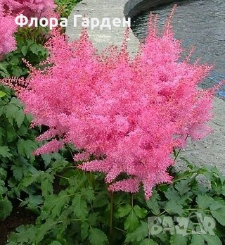 МНОГОГОДИШНИ ЦВЕТЯ, снимка 14 - Градински цветя и растения - 54414684