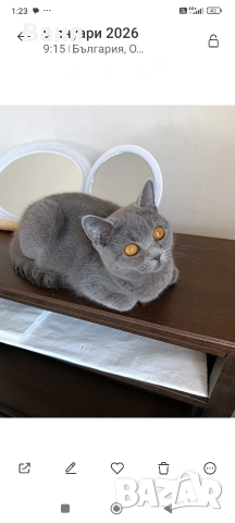 Британска котка на една година