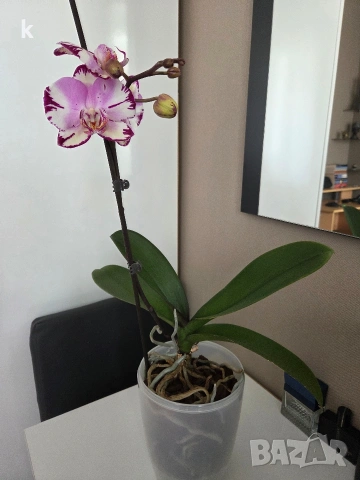 орхидея в самополивна саксия, снимка 3 - Стайни растения - 54190693