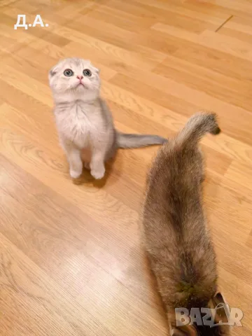 🐾 Чистокръвни котенца Scottish Fold – Golden & Silver 🐾, снимка 9 - Чинчили - 55353347