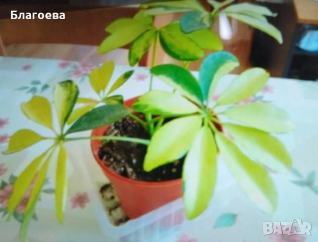Шефлера вариегата, снимка 3 - Стайни растения - 51353686