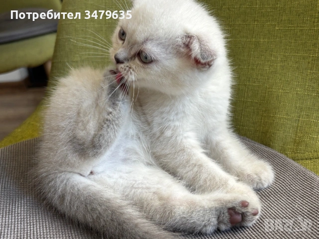 Женско коте , снимка 4 - Британска късокосместа - 54579117