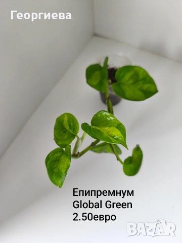 сциндапсус, епипремнум, снимка 5 - Стайни растения - 54716778