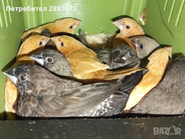 Японски амадини 