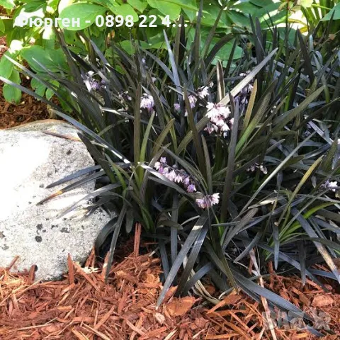 Черен офиопогон (Ophiopogon planiscapus 'Nigrescens'), снимка 3 - Разсади - 55335795