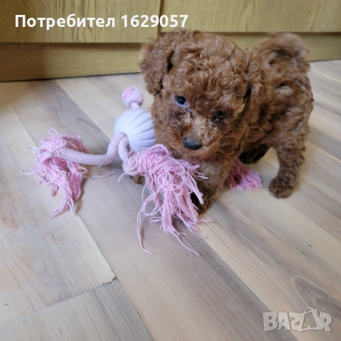 Пудел/Той пудел , снимка 2 - Пудели - 54476404