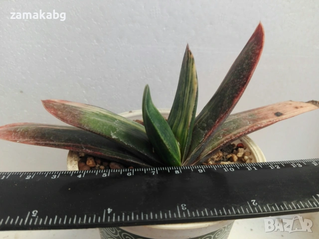 Гастерия (Gasteria cv. Kinun ガステリア 錦雲), сукулентно растение