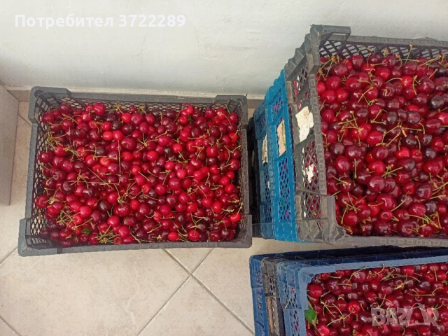 Продава български ЧЕРЕШИ в София от с. Виноградец, Пазарджишко