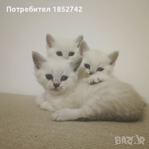 Колор Пойнт Британчета, снимка 2 - Британска късокосместа - 54393195