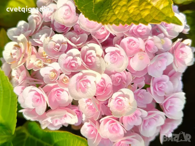 Hydrangea macrophylla ‘Love’ (Хортензия ‘Love’), снимка 2 - Градински цветя и растения - 55639528