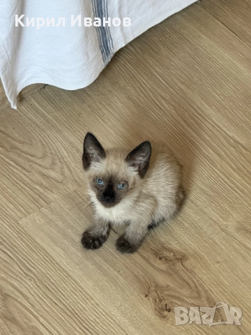 Малко Сиамско Коте