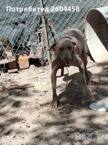 ваймаранер мажко куче, снимка 3 - Други - 54330310