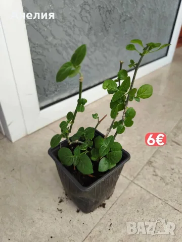 Асистация китайска екзотична виолетка, снимка 4 - Стайни растения - 55669828