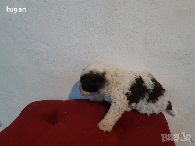 Бебета Лагото Романьоло / Lagotto Romagnolo, снимка 12 - Други - 54303243