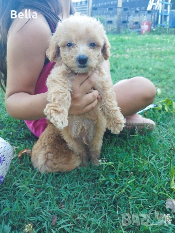 Малтипу/Maltipoo, снимка 3 - Пудели - 55166935