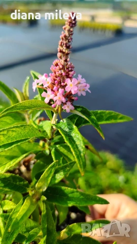 Будлея Розова наслада, Buddleja Pink Delight, снимка 10 - Градински цветя и растения - 55038192