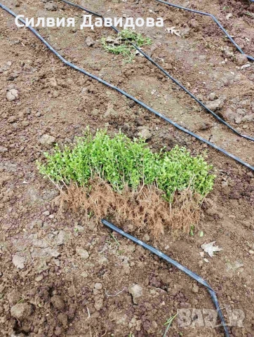 Лигуструм на гол корен, снимка 2 - Градински цветя и растения - 51886286