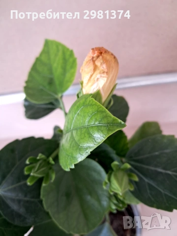 Китайска роза-Хибискус(голямо), снимка 3 - Стайни растения - 54216672