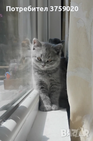 Британска късокосместа