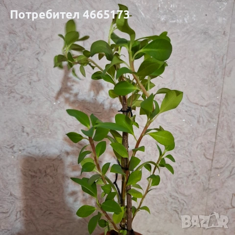 Еуфорбия/Христов венец Цвете