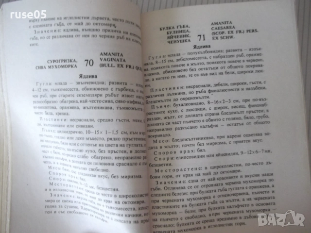 Книга "Нашите гъби - Ц.Хинкова/М.Друмева-Димчева" - 400 стр., снимка 5 - Енциклопедии, справочници - 54929593
