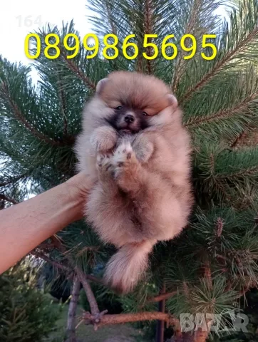 Мъжки и женски Померани., снимка 6 - Померан - 55537124