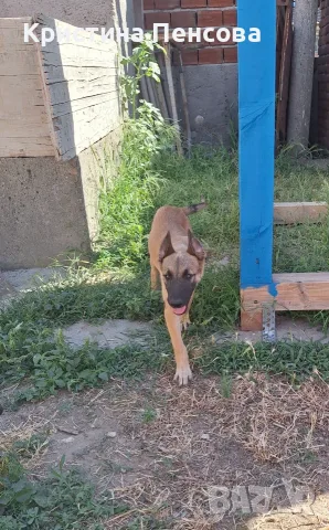 Белгийска овчарка 