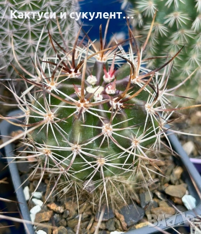 Кактус Echinocereus Lindasayi