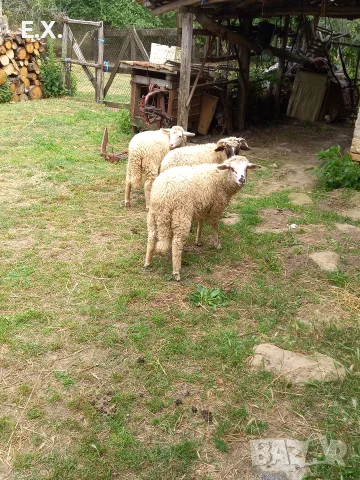 Продавам агнета , снимка 5 - Овце - 55407074