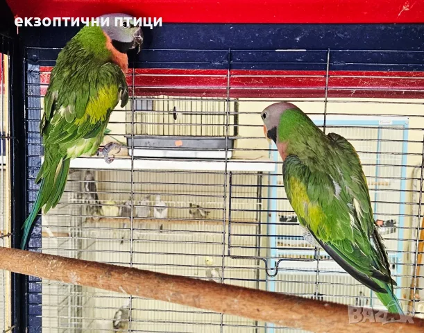 Двойка розовогърди Александри, снимка 3 - Папагали - 55341896