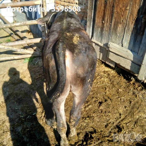 Телета Копривщица , снимка 2 - Крави - 54306693