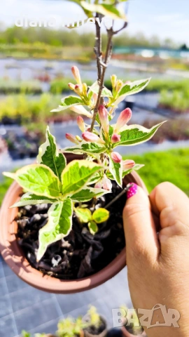 Вейгела флорида Вариегата, Weigela florida Variegata , снимка 6 - Градински цветя и растения - 38141135