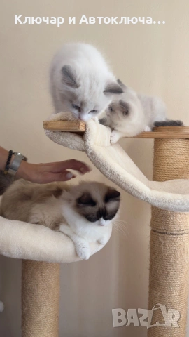 Регдол чистокръвни котета / Ragdoll, снимка 9 - Други - 55252802