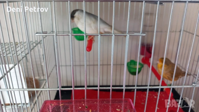 Glosteri, снимка 2 - Канари - 54401567