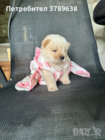 Чау - Чау  💙🐾🐶 Най-пухкавите Чау Чау бебета очакват своите нови семейства , Много скоро 🎉🪭❤️✨🐾🥰🐩➡️⤵️, снимка 3 - Чау Чау - 55342819