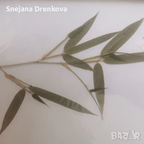 Систематичен хербарий, снимка 5 - Ученически пособия, канцеларски материали - 55350745