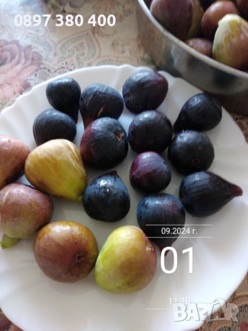 дръвчета смокиня сортове " Кръгла от Бордо " и  "Черна от Бурса" , снимка 5 - Градински цветя и растения - 54139645