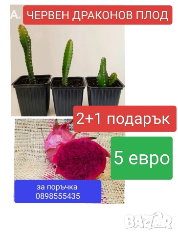 червен драконов плод растения 2+1 подарък 