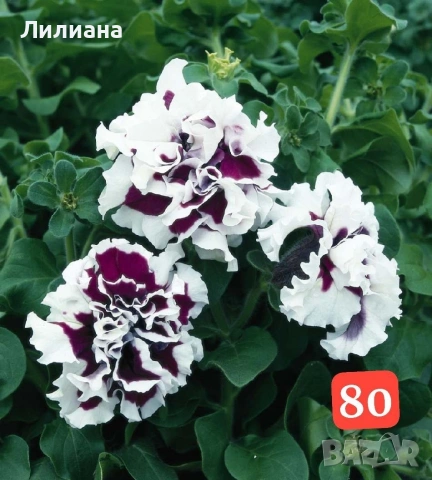 Петуния. Цветя за саксии и градина, снимка 2 - Разсади - 54640925