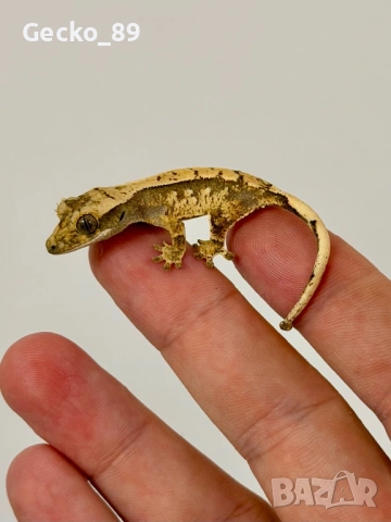 Ресничест гекон (Correlophus Ciliatus)