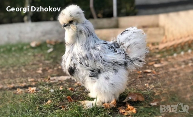 Кокошки-копринки,две кокошки+петел