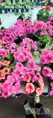 🌺 Бордюрна петуния (Разсад) – Богат Цъфтеж и Ярки Цветове! 🎨, снимка 4 - Саксии и кашпи - 54906994