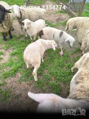 агнета, снимка 7 - Овце - 54127695