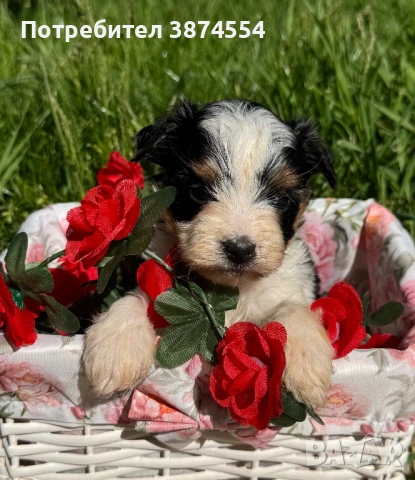 Бивер момиче